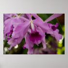 Purple Cattleya Orchid style=border:0;