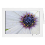 Purple Center Daisy Cards