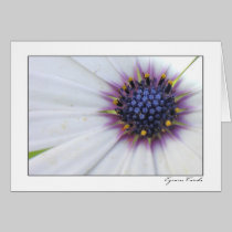 Purple Center Daisy cards