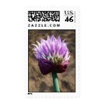 Purple Chive Herb Flower Stamp