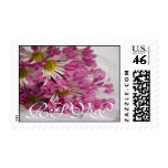 chrysanthemum, purple, flower, floral, photo,