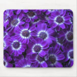 Purple Cineraria Mouse Pads
