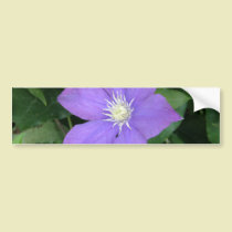 Purple Clematis bumper stickers