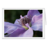 Purple Clematis Card