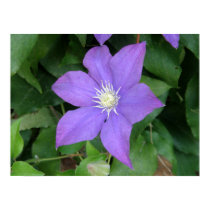 Purple Clematis Flower Poster Print posters
