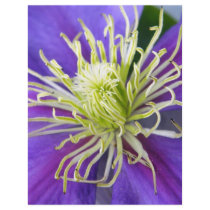 Purple Clematis Flyers