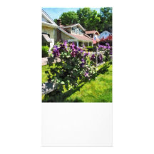 Purple Clematis on Rustic Fence Picture Card
