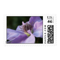 Purple Clematis Postage postage by junipergrove Purple Clematis Postage postage