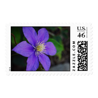 Purple Clematis Postage Stamps