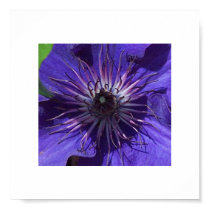 Purple Clematis posters by gettingreen Purple Clematis posters