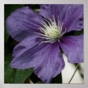 Purple Clematis Print