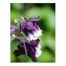 Purple Columbine Postcard