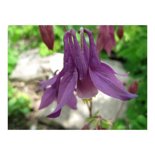 Purple Columbine print