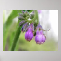 Purple Comfrey Flowers Posters