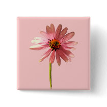 Purple Cone Flower Echinacea purpurea Buttons