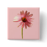 Purple Cone Flower Echinacea purpurea Buttons