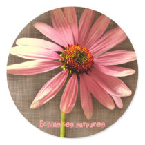 Purple Cone Flower Echinacea purpurea stickers