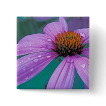 Purple Cone flower with water drops