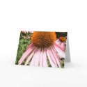 Purple coneflower cards
