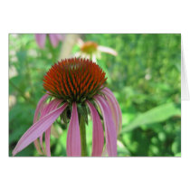 Purple Coneflower Greeting Card