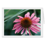 Purple Coneflower Card