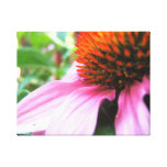 Purple Coneflower Echinacea Close-Up Canvas canvas prints