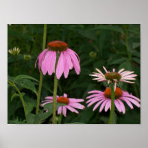 Purple Coneflower (Echinacea) Poster