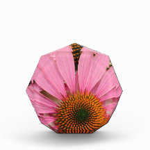 Purple Coneflower (Echinacea purpurea) Awards