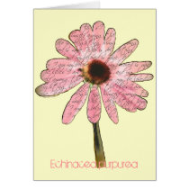Purpurrotes ConeFlower Echinacea purpurea karten