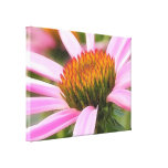 Purple Coneflower Gallery Wrapped Canvas