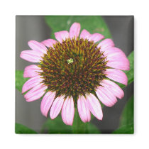 Purple Coneflower magnets by princessklb07 Purple Coneflower magnets