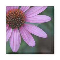 Purple Coneflower magnets by princessklb07 Purple Coneflower magnets