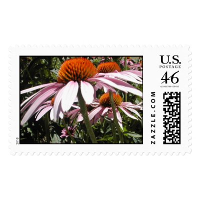 Purple Coneflower Postage Stamp by flowingcreek