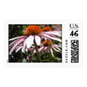 Purple Coneflower Postage Stamp by flowingcreek Purple Coneflower Postage Stamp