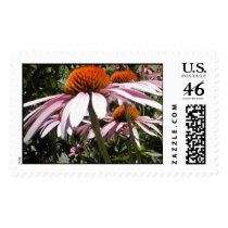 Purple Coneflower Postage Stamp by flowingcreek Purple Coneflower Postage Stamp