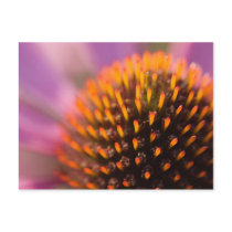Purple Coneflower • Postcard by SabineSt Purple Coneflower • Postcard