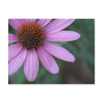 Purple Coneflower postcards by princessklb07 Purple Coneflower postcards