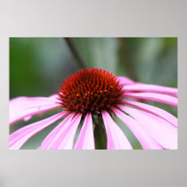 Purple Coneflower Print