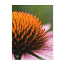 Purple Coneflower | Sonnenhut Postcards