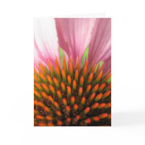 Purple Coneflower "Thinking of You" cards by amyhoy Purple Coneflower "Thinking of You" cards