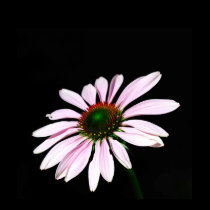 Purple Coneflower t-shirts