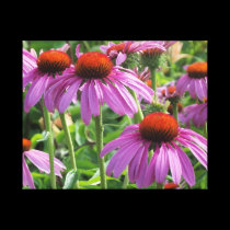 Purple coneflowers canvas prints