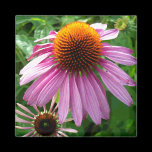 Purple Coneflowers Fridge Magnets