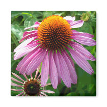 Purple Coneflowers Fridge Magnets