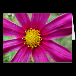 Purple Cosmos Floral Photography Blank Card