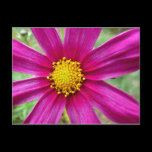 Purple Cosmos Floral Postcard
