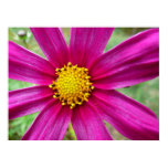 Purple Cosmos Flower Poster