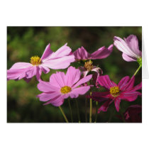 Purple Cosmos Flowers Card by PinkPlanetDesigns Purple Cosmos Flowers Card