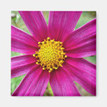 Purple Cosmos Magnet