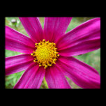 Purple Cosmos Poster Print